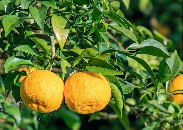 Citrus yuzu / Japán citrom